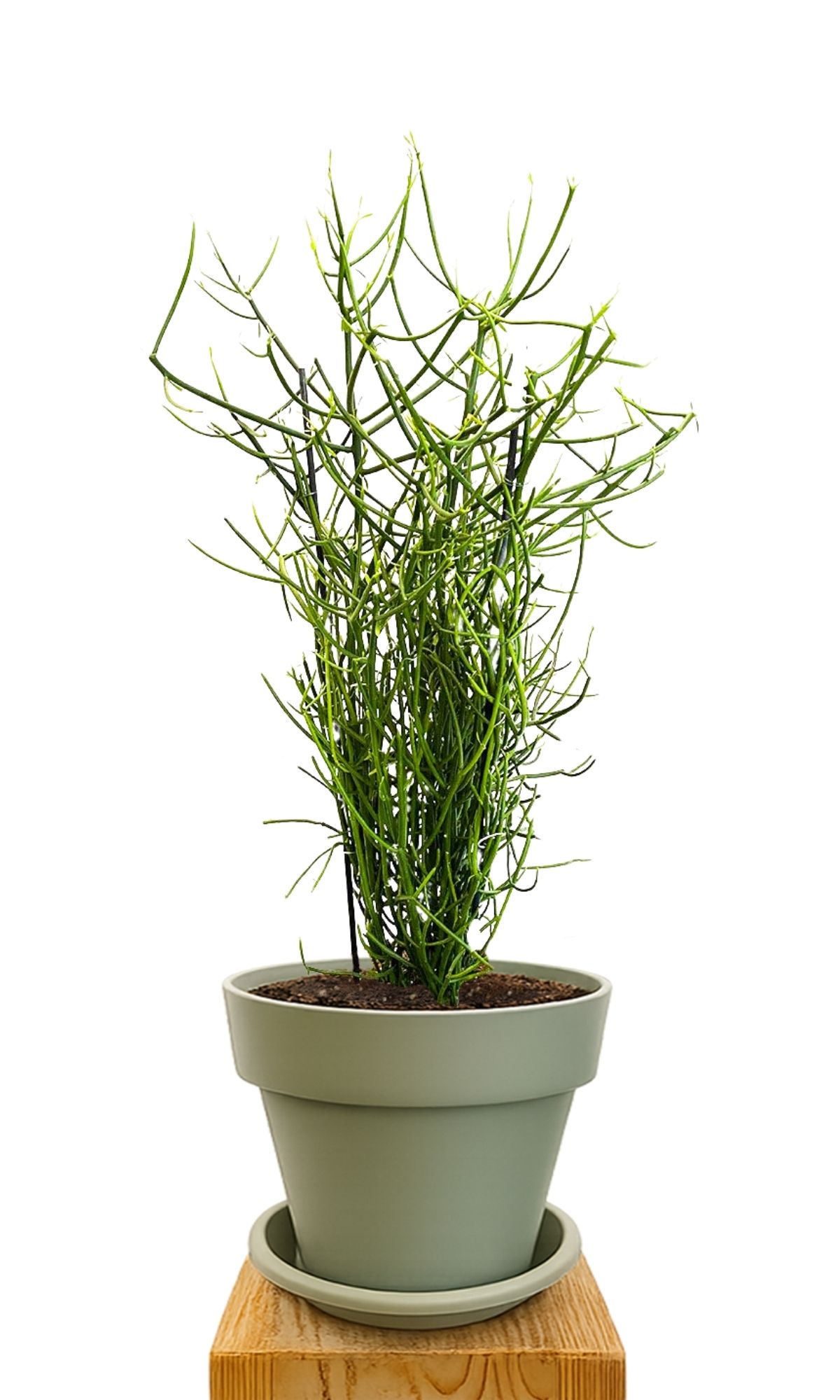 Kit de plantation 30 Vert